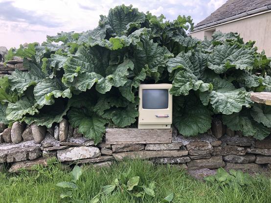 A classic 9” Mac consumed by an overwhelming amount of rhubarb