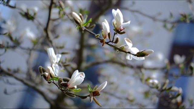 Photo of a branch of tree with white flowers ^^