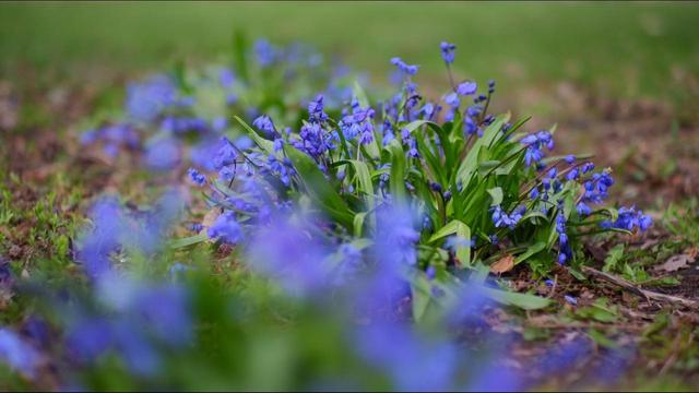 Photo of 3 patches of flowers, the middle one in focus