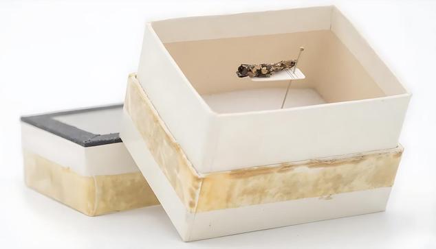 [ImageSource: Auke-Florian Hiemstra]

This caddisfly casing from 1971 has microplastic in it, the researchers found.

Microplastic pollution from industrial waste has been contaminating freshwater ecosystems for decades, with evidence pointing to this run-off starting in the 1950s to 1970s. Now, though, new evidence suggests the extent of that pollution might be even broader than once thought.

In a study published in the journal Science of The Total Environment, scientists examined the larvae of caddisflies, small insects that build protective casings around themselves using plant material, sand and small stones in their environment. These casings, gathered in the 1970s and 1980s, came from clear, spring-fed streams in the Netherlands that were considered pristine at the time.

⚠️However, the study revealed that the larvae were incorporating plastic particles into their protective casings as early as 1971 — in other words, microplastics had infiltrated even these seemingly untouched ecosystems.⚠️