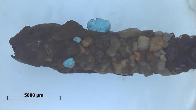 [ImageSource: Pasquale Ciliberti and Isabel van der Velden]

A close-up of a caddisfly casing from 1986.

Microplastics are tiny fragments of synthetic polymers that can take anywhere from hundreds to thousands of years to degrade. They're defined as being between 1 micrometer and 5 millimeters long. 

Today, they seem to be found virtually everywhere: in clouds, the air we breathe, food, drinking water and human blood and breast milk. These particles stem from the breakdown of larger plastics, and in some cases, they are intentionally manufactured for use in certain cosmetics and cleaning products.

<https://magazine.hms.harvard.edu/articles/microplastics-everywhere>

Research suggests that the human body clears out some larger microplastics measuring up to 150 micrometers long, while fragments smaller than 10 micrometers may be absorbed into tissues. But recent research suggests that some plastics in our bodies are even tinier than that.

<https://www.sciencedirect.com/science/article/pii/S0160412024000308>

While what qualifies as "nanoplastic" is still under debate, these ultrasmall particles are typically considered to be any plastic fragments smaller than 1 micrometer (or 1,000 nanometers) in diameter. A human hair, by comparison, is around 80,000 nanometers wide. Nanoplastics are small enough to potentially pass through cell membranes, studies suggest.

<https://www.sciencedirect.com/science/article/abs/pii/S0278691521006426?via%3Dihub>