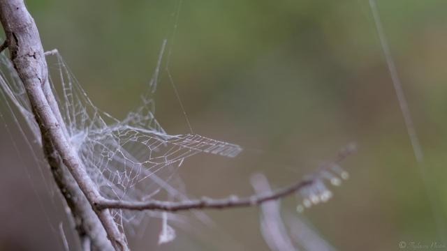 Same scene, now with focus on the spider web.  It has been thickened with a zig zag pattern along it's support lines, and rather than the typical circular shape, it's a 3D structure between multiple points with many planes of surface.  The fungi spores are blurred out of focus in the foreground.  Blurry forest tones in green and brown in the background.