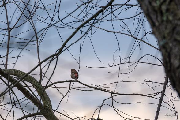 House Finch perched alone on a bare tree branch at dusk, surrounded by a tangle of winter twigs under a soft blue and grey sky — a quiet woodland moment captured in early spring.