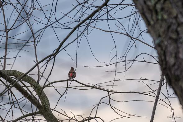 Back view of a House Finch on a delicate branch, framed by twisting limbs and a tranquil sky at twilight — a peaceful nature scene in a leafless forest canopy.