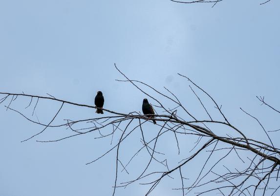 wo Common Starlings perched side-by-side on the tip of a spindly branch against a clear blue sky — a minimalist composition evoking quiet companionship in late winter.