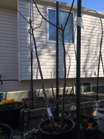 Chicago Hardy Fig beside a house.