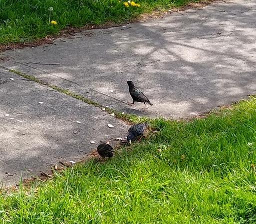 some starlings grabbing cracker crumbs dropped for them.