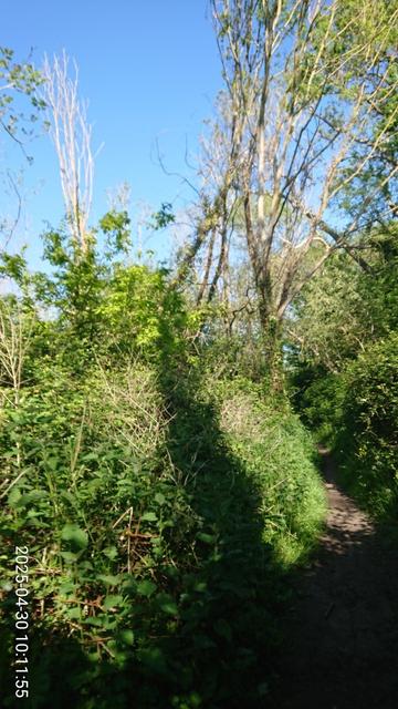 Sentier étroit dans un bois aux couleurs verts frais et ciel bleu immaculé.