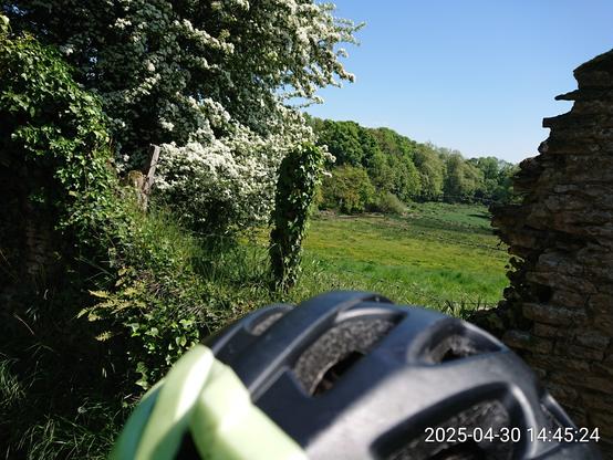 Pommier en fleurs, pré vert - jaune et bois verts vifs vus de derrière un casque vélo, au travers une brèche dans un haut mur de campagne.