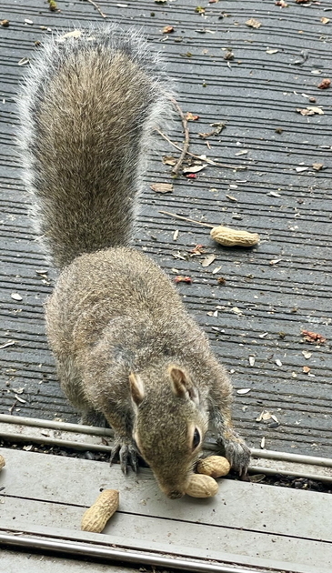 Squirrel eating a peanut.