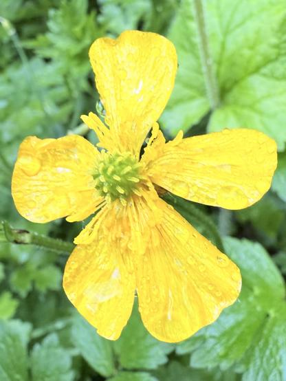 Yellow buttercup just past a full bloom it appears as the petals are bending away from the center. Water droplets adorn its petals.