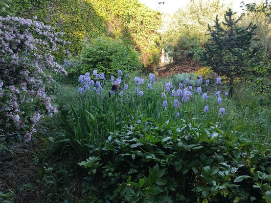 La photo, assez sombre, montre des iris bleus en fleurs. Devant, une pivoine pas encore fleurie.
À gauche, un bout de Kolkwitzia amabilis en fleurs.
À droite, Pinus aristata.
Au fond, le mur de la grange recouvert de vigne vierge et un Rhodotypos.