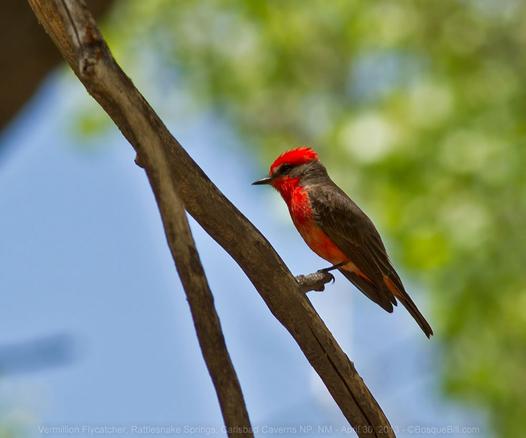 Flycatcher shaped bird perched on a branch slanting from upper left to lower right; bird has bright red belly, chest, and crown; brown back wings and tail; pointed bill. Background blue and green.
©BosqueBill.com