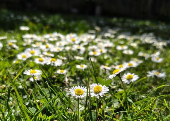 Daisy's in my lawn