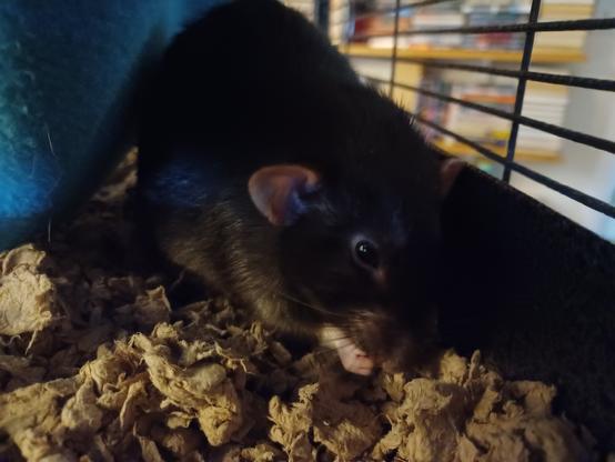cute pet rat munching on a nom