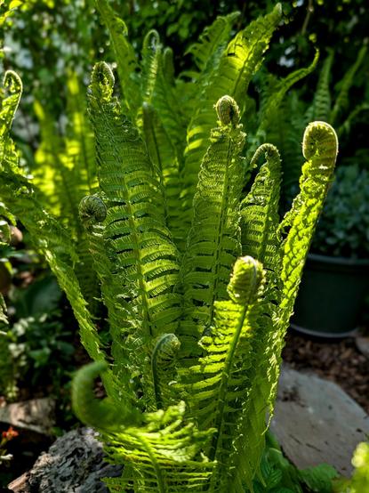 Frisch entfaltende Farnwedel im Gegenlicht, teilweise noch eingerollt, mit leuchtend grüner Struktur. Die Szene wirkt geheimnisvoll und lebendig, wie ein geheimes Treffen im Schatten der Natur. /
Freshly unfurling fern fronds backlit by sunlight, some still coiled, glowing in vivid green. The scene feels mysterious and alive, like a secret gathering in the shadow of nature.