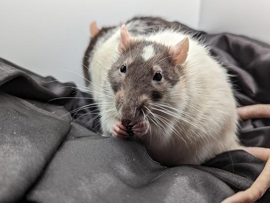 Marlene, a hooded rat with a white marker on her head, in a photography light box with her sister, Tree. 🌈