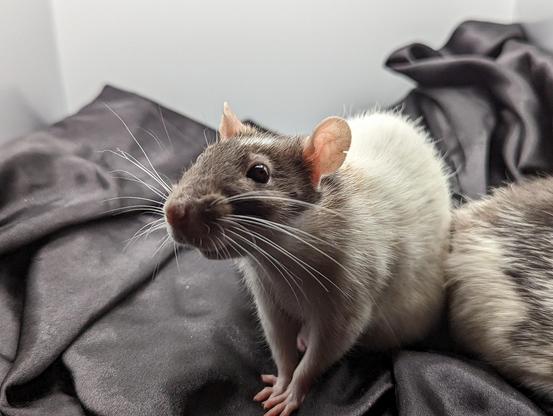 Marlene, a hooded rat with a white marker on her head, in a photography light box with her sister, Tree. 🌈