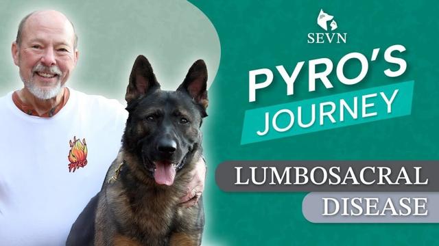 Pyro’s Comeback: A German Shepherd Dog’s Triumph Over Lumbosacral Disease