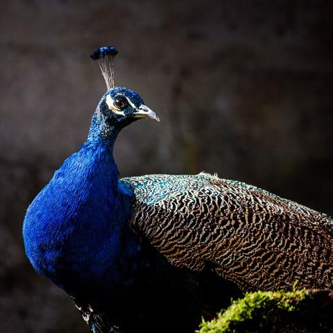 Photographie Vincent Dufrène