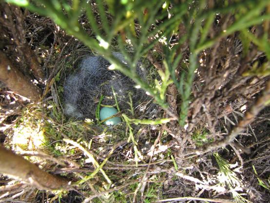 Photo d'un nid d'oiseau inconnu avec un œuf bleu-vert.