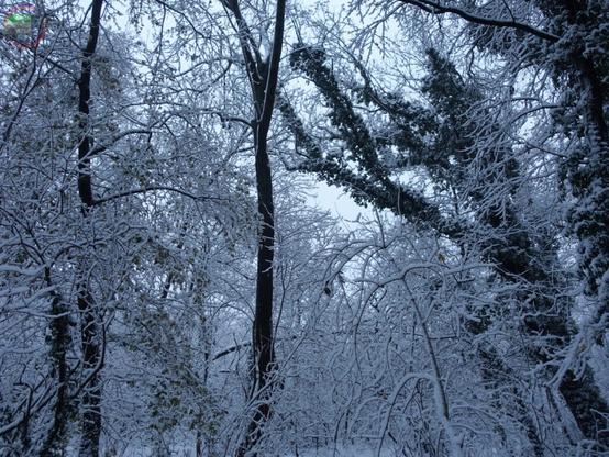Wald im Schnee