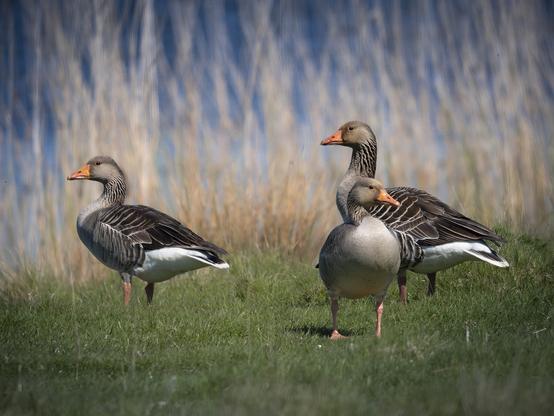 Greylag goose