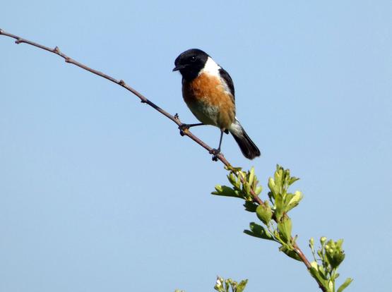 Tarabilla europea macho