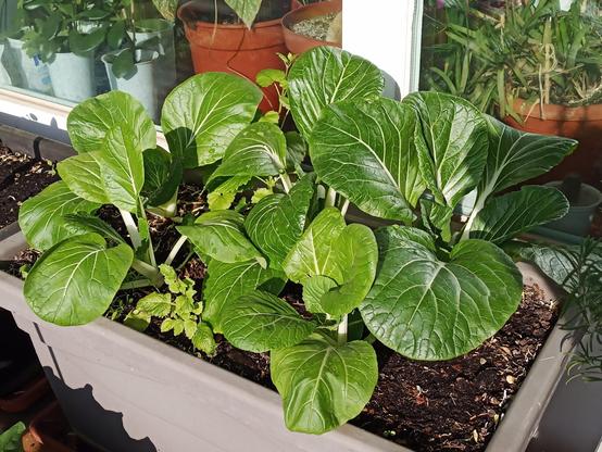 In einem rechteckigen Pflanzkasten wachsen mehrere kräftige Pak-Choi-Pflanzen mit großen, dunkelgrünen, glänzenden Blättern und hellgrünen Stielen. Die Blattadern sind deutlich sichtbar und verlaufen fächerförmig. Die Erde im Kasten wirkt feucht und gut gepflegt.