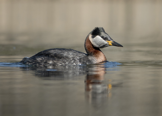 Upea härkälintu. Gorgeous red-necked grebe.