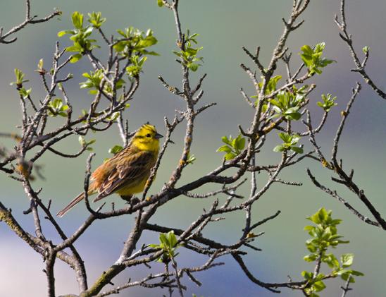 Zwischen Zweigen mit erst leichten kleinen Blattaustrieben sitzt ein leuchtend gelber Vogel mit braun-rötlichen Flügeln und Rücken. Das Gefieder ist leicht aufgeplustert.