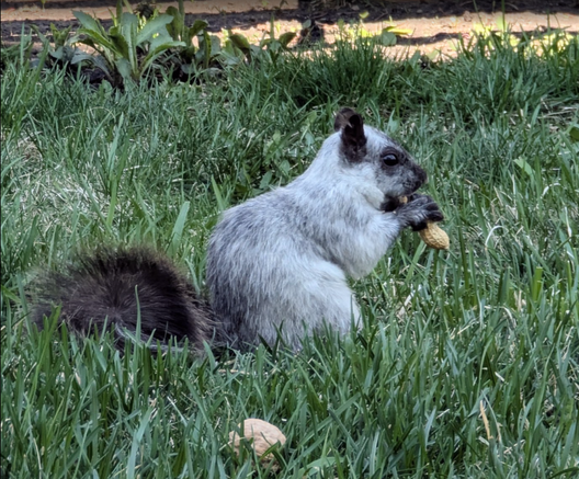 A fox squirrel in my backyard. Here he's eating a peanut with a walnut on stand-by. Fox squirrels are a bit larger than typical black or grey squirrels and a blend of black and white colour in various patterns. This one is mostly white but with black tail, paws, ears and around the eyes, nose and mouth.