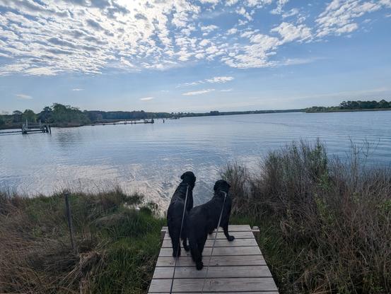 Photo of a calm morning sunrise over Harris Creek sun rising low to the left behind a white herringbone set of clouds in a deep blue sky. Marsh is greening up nicely with new Spring growth. Creek water is rippled and reflects the sky and clouds.
In the foreground Miles and Jon two black Flat-Coated Retrievers stand on the wood walk looking out for interesting waterfowl