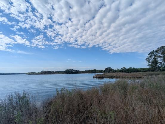 Photo of a calm morning sunrise over Harris Creek sun rising low offscreen to the left behind a white herringbone set of clouds in a deep blue sky. Marsh is greening up nicely with new Spring growth. Creek water is rippled and reflects the sky and clouds.
