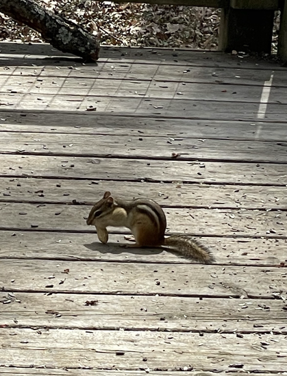 Chipmunk stuffing his cheeks with peanuts.