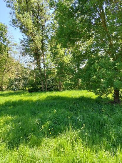 Zone arborée et herbe grasse