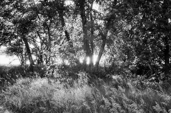 A band of sunlight behind a wide stand of trees illuminates their trunks as well as the tall grasses in foreground.