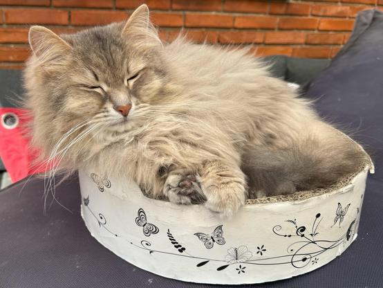 Close-up of a grey Siberian cat lying on his side on a round, white cardboard scratching pad on top of a black bean bag with a red brick wall in the background. He is looking very relaxed, enjoying the catio. His fur is quite fluffy and his long white whiskers are very prominent.