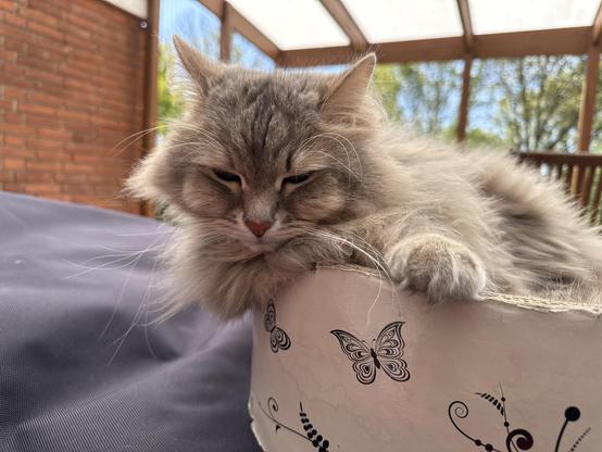 Close-up of a grey Siberian cat lying on his side on a round, white cardboard scratching pad on top of a black bean bag with a red brick wall in the background. Parts of the front of his body are hanging out over the edge of the scratching pad. His fur is quite fluffy and his long white whiskers are very prominent.