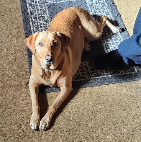 Golden lab lying on a patterned brown rug at her pal's feet. She is sticking to him like glue since he is sick again.