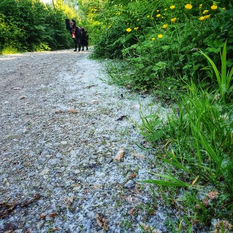 Chemin tapissé de pollen