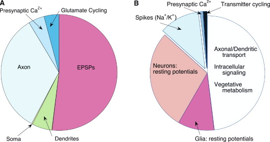 from the paper: Figure 1 Energy Cost of Neural Activity in Human Cortex