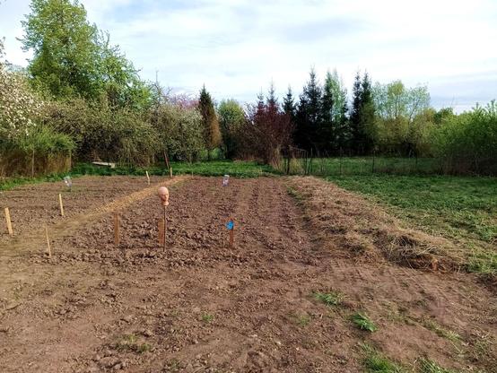 The garden, now extended past where the fence was with a few rows of no-dig potatoes covered in hay. Bob the plastic head on a stick is tilting his head thoughtfully at this.