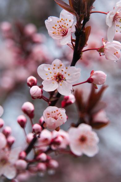 Blossoms of the purple leaf plum with some raindrops on them