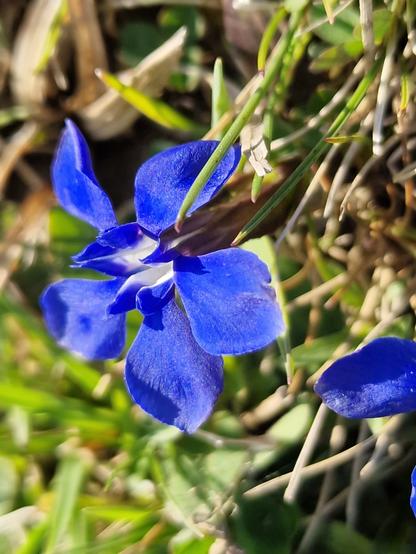 Tiefblaue Blume mit fünf Blütenblättern.