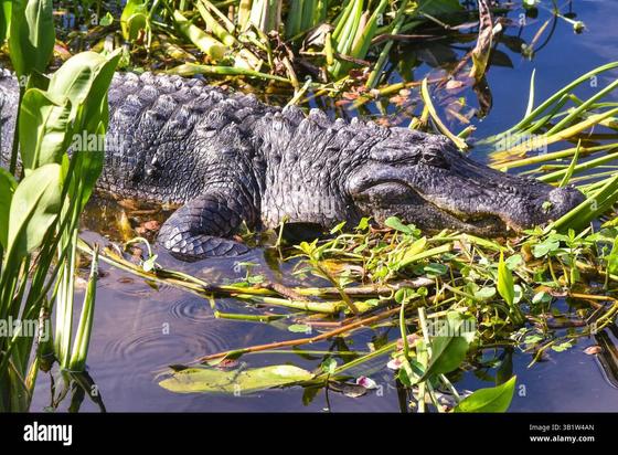 Alligator head and trunk in swamp vegetation, in Alamy frame and watermarks