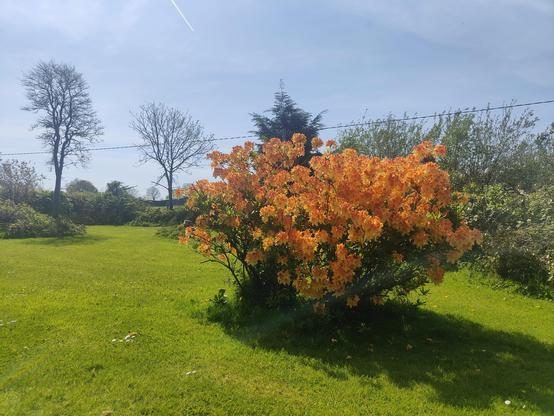 A picture of a large bush covered with bright yellow and orange flowers in a lawn, trees in the background.