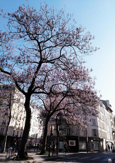 Paulownia en fleur sur l'avenue de Laumière, Paris 19e