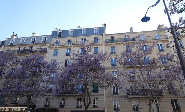 Paulownia en fleur sur l'avenue de Laumière, Paris 19e