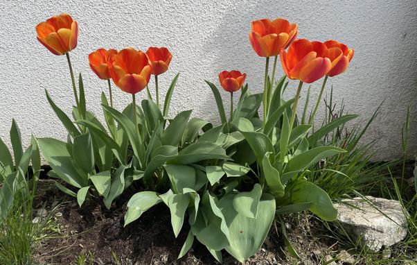 Tulpen
